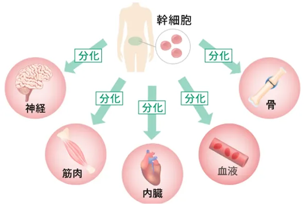 幹細胞の分化のイラスト解説