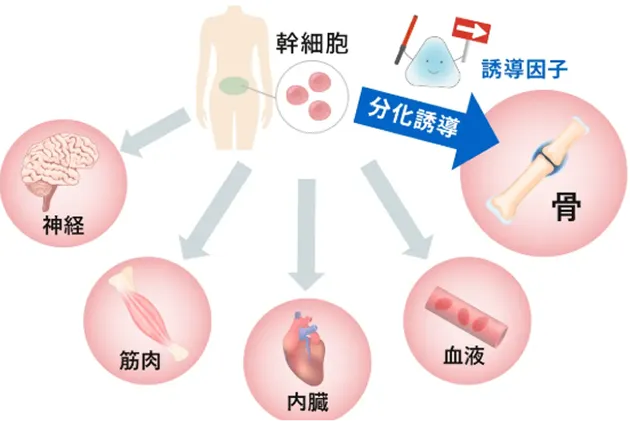 幹細胞の分化誘導のイラスト解説