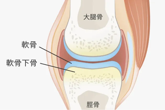 軟骨下骨のイラスト解説