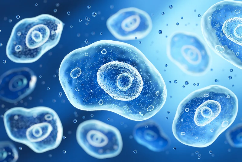 細胞のイメージ画像