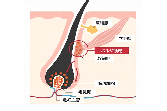 バルジ領域の図解イラスト