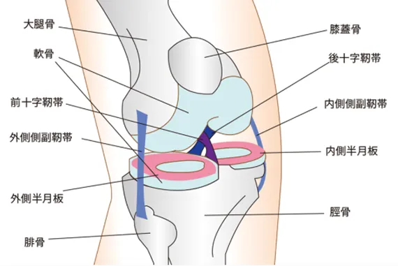 半月板の構造の図解