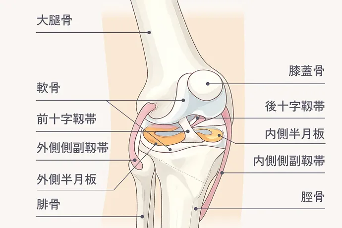 膝の構造のイラスト解説