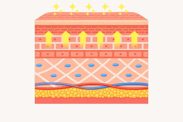 シワ等の改善されたお肌の図解