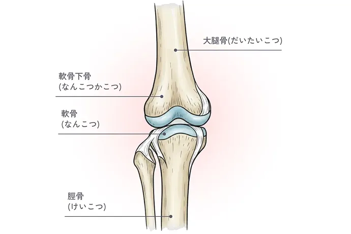 軟骨下骨の構造を解説したイラスト
