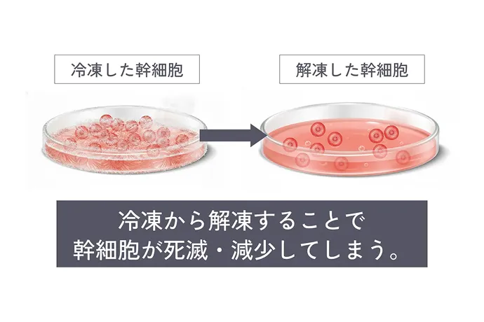 冷凍した幹細胞と解凍した幹細胞のイラスト 冷凍から解凍することで幹細胞が死滅・減少してしまう
