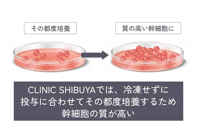 その都度培養した幹細胞と質の高い幹細胞のイラスト CLINIC SHIBUYAでは、冷凍せずに投与に合わせてその都度培養するため幹細胞の質が高い