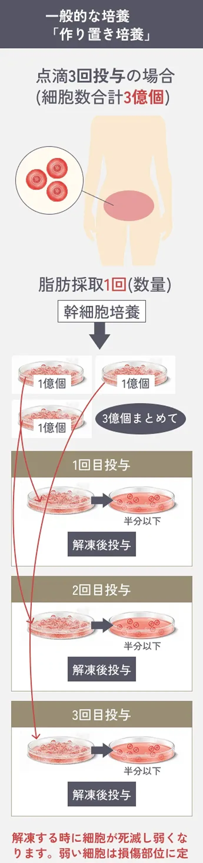 一般的な培養「作り置き培養」 点滴3回投与の場合(細胞数合計3億個) 脂肪採取1回(数量) 幹細胞培養を3億個まとめて 1回目投与～3回目投与までの解説イラスト 解凍する時に細胞が死滅し弱くなります。弱い細胞は損傷部位に定着しにくく効果が弱まります
