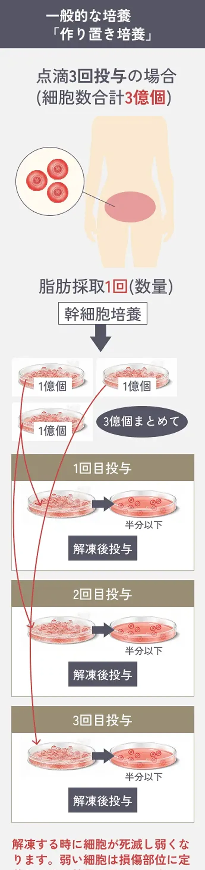 一般的な培養「作り置き培養」点滴3回投与の場合(細胞数合計3億個) 脂肪採取1回(数量) 1回目投与～3回目投与のイラスト解説 解凍する時に細胞が死滅し弱くなります。弱い細胞は損傷部位に定着しにくく効果が弱まります