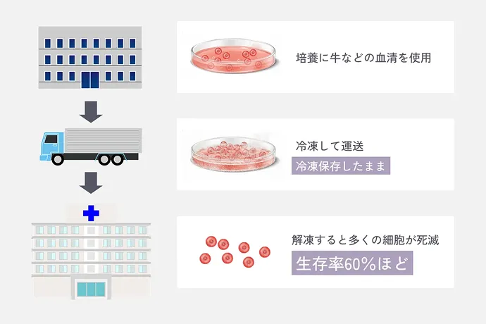 一般的な細胞加工室では輸送時の冷凍保存でも細胞が死滅することを解説したイラスト