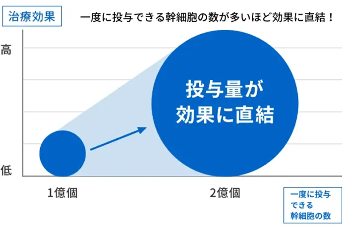 一度に投与できる幹細胞の数が多いほど効果に直結！ 投与量が効果に直結することを示したグラフ