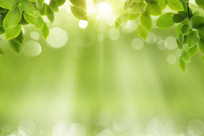 緑と陽光のイメージ画像
