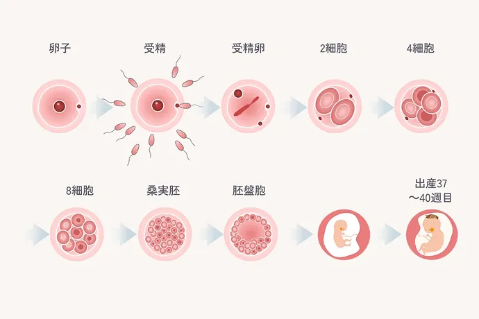 ヒトの体の細胞イメージ