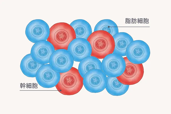 幹細胞の解説イラスト