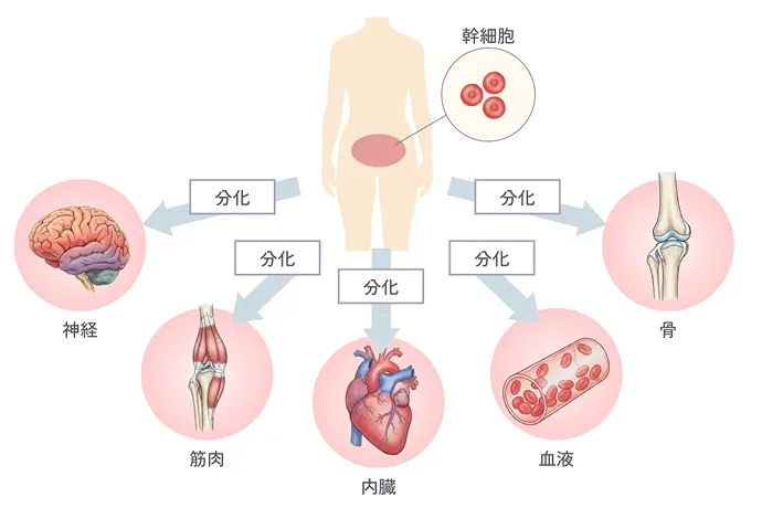 細胞の分化のイメージ図