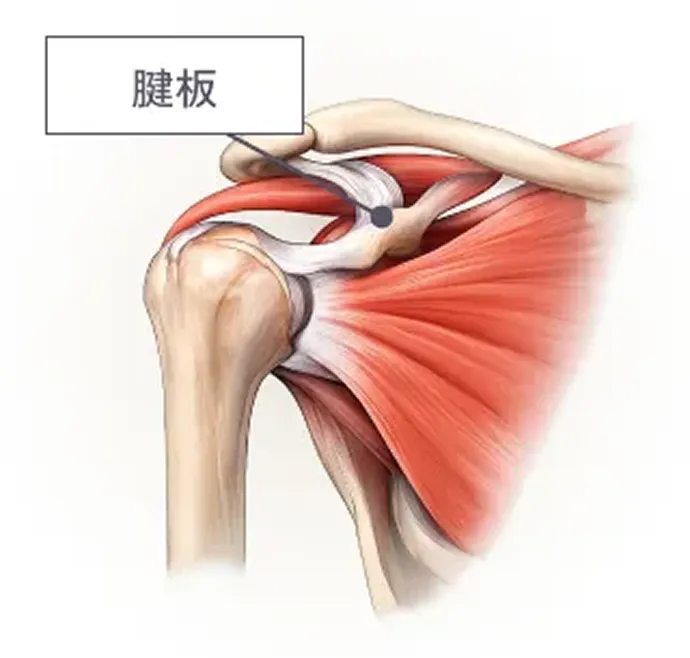 正常な肩関節のイラスト図