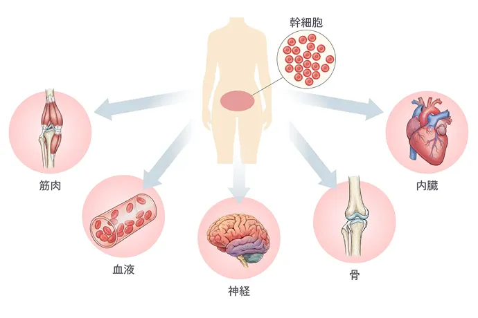 自己の細胞による再生の解説イラスト