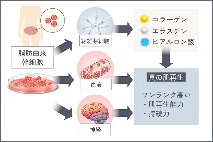 当院の治療の図解