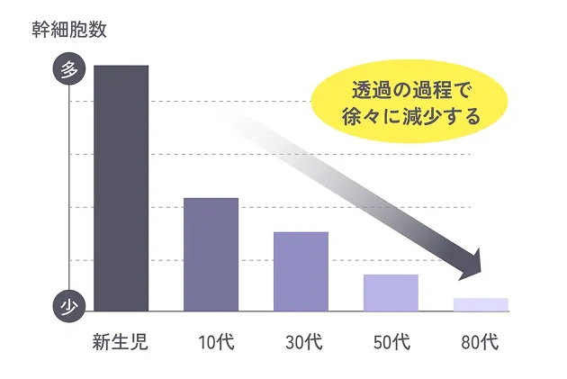透過の過程で徐々に減少する幹細胞数を示したグラフ
