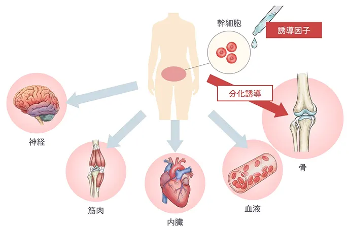 幹細胞の分化誘導の解説イラスト